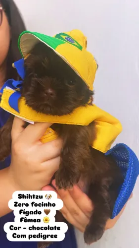 Shihtzu zero focinho chocolate com pedigree