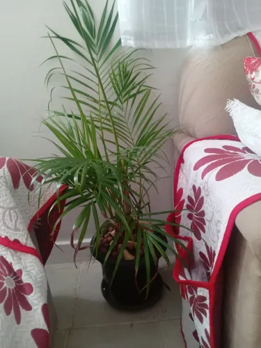 Planta