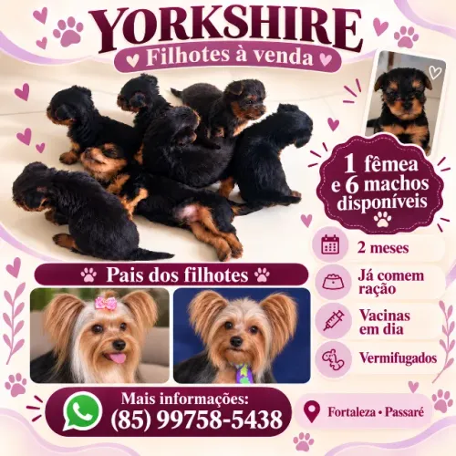 Yorkshires disponíveis