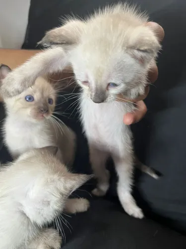 Doa-se esses gatinhos dóceis. 