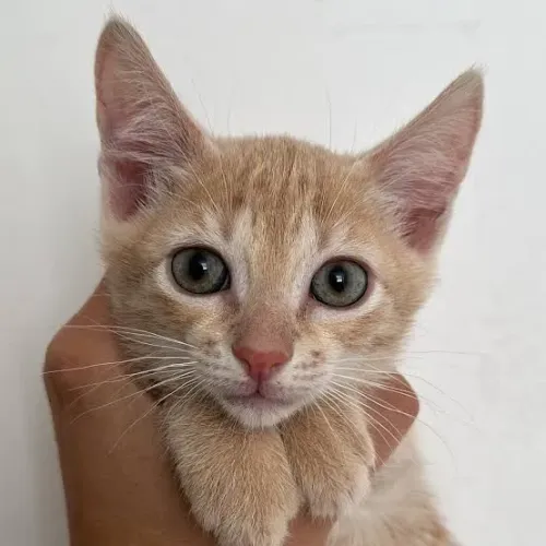 Gata filhote para doação