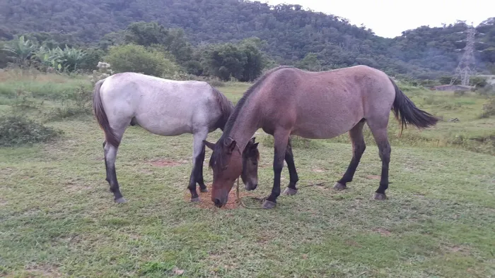 Cavalo