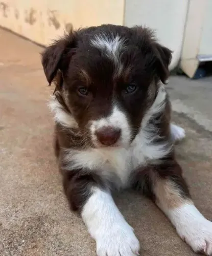 Border Collie, Filhote