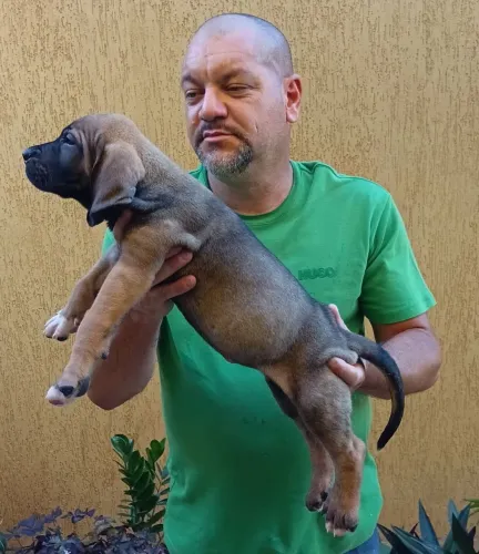 Filhotes de Fila Brasileiro Disponíveis 
