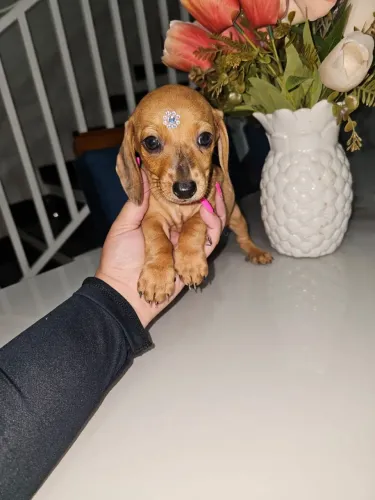 Basset teckel fêmea disponível