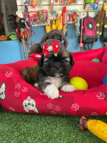 Shihtzu fêmea disponível mini $2.200,00