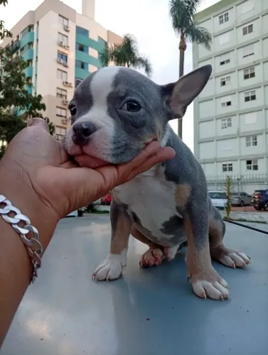 AMERICAN BULLY TRI BLUE 