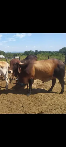 Boi Garrote Gir Leiteiro P.0 Gado