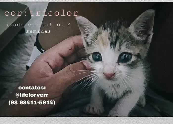 adoção gatinha tricolor