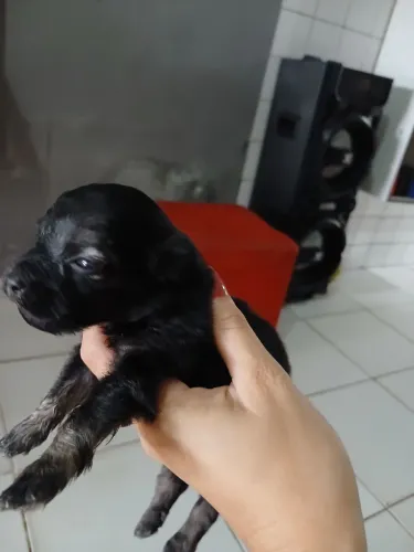 VENDO FILHOTES DE LHASA APSO