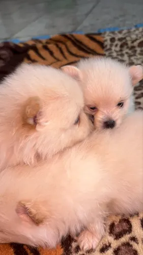 Lulu da pomerania 
