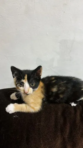 Gato
