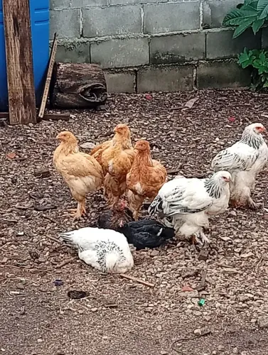 Galinha brahma lote completo