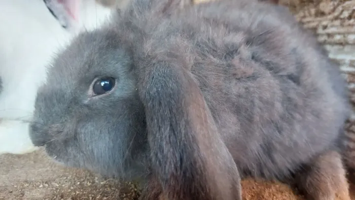 Coelha Mini Loop X Lion Cinza Orelhas caídas muito linda e carinhosa