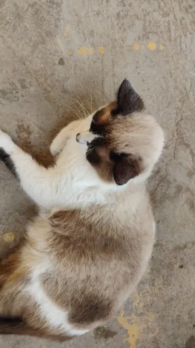 Lindo gato de olhos azuis ?