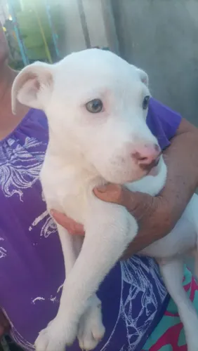 Pitbull 
