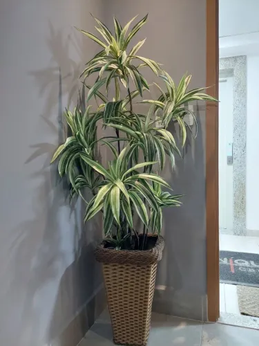 Planta artificial decorativa pleomele variegata