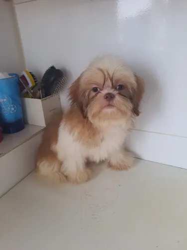 Shih-tzu macho