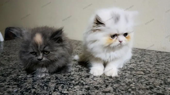 Filhotes de gato persa