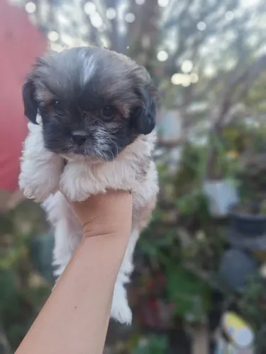 Vende se cachorro