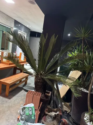 Muda De Cica Altura 1,0 M A 1,5 M
