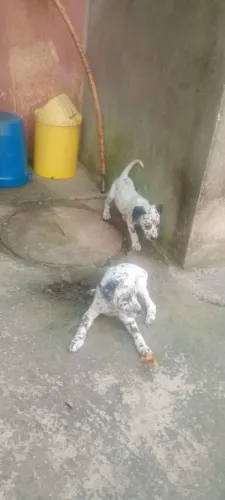 Vendo Filhotes de Dálmata