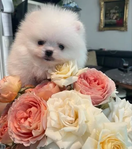 Cachorro Lulu da Pomerania presente inesquecível cheio de afeto