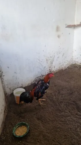 Galo de raça