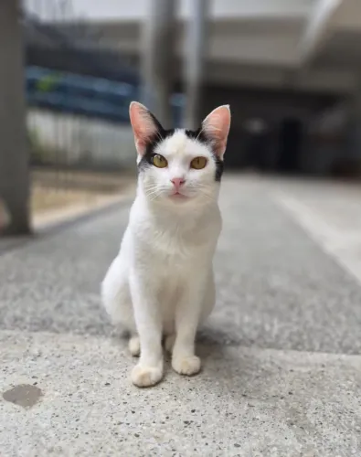 Gata fêmea, 10 meses, castrada (leia a descrição)
