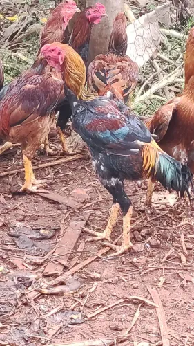 Frangos Índio Gigante 