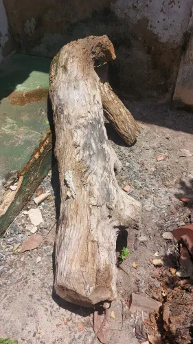 TRONCOS DE MADEIRA RÚSTICA 