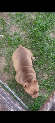 American Bully micro