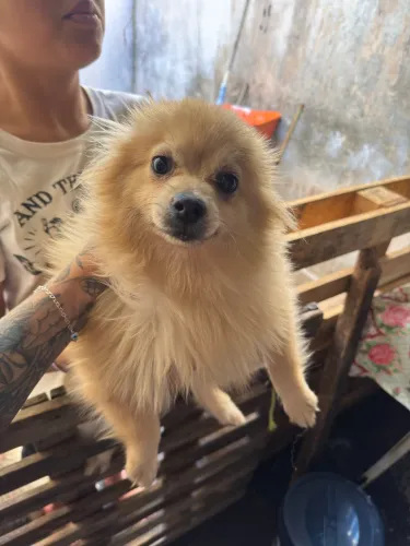 VENDO SPITZ ALEMÃO