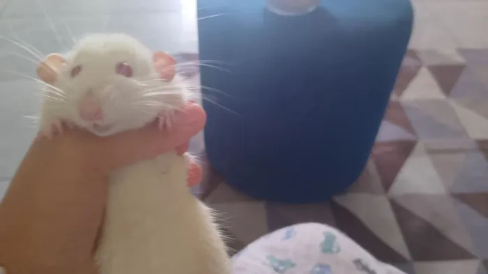 Rato Twister macho