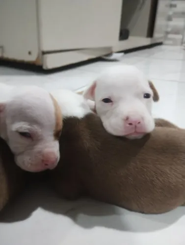Vendo filhote de Pitbull rednose