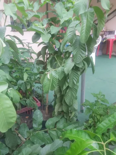 MUDA GOIABA TAILANDESA 