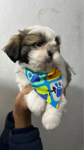 Filhote de Shih Tzu com Bandana Charmosa