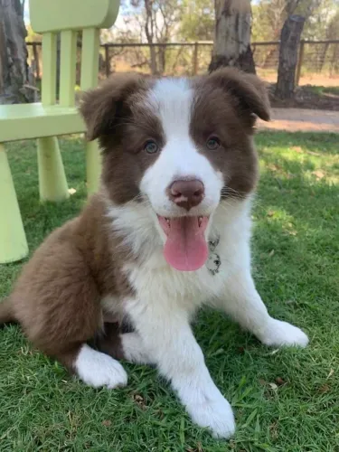 Filhotes de border collie , seu coração,  será seu refém 
