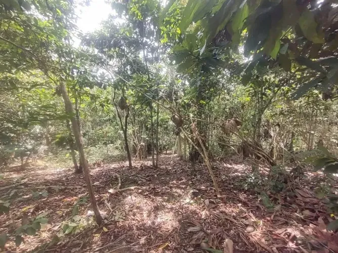 Sítio 900 x 2.500 na AM 010  KM 124    600.001,00