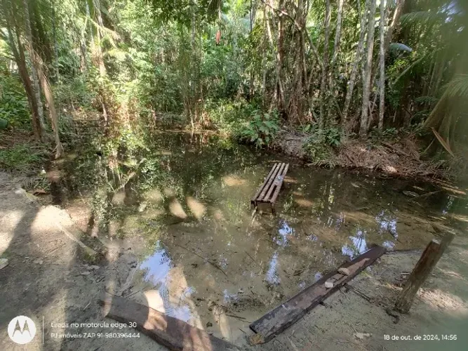 46 hectares em Primavera por 350 mil reais documentado ,açaizal, igarape