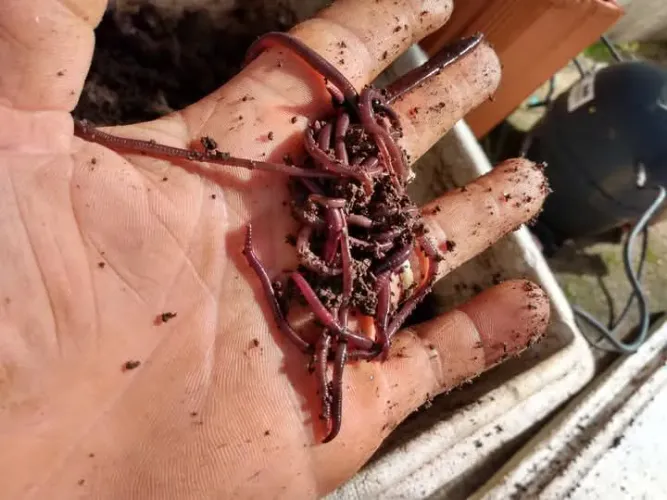 100g Minhocas Violetas do Himalaia compostagem, Mais 1 kg de Húmus para plantas