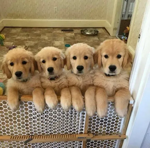 Golden retriever 7 filhotes disponiveis