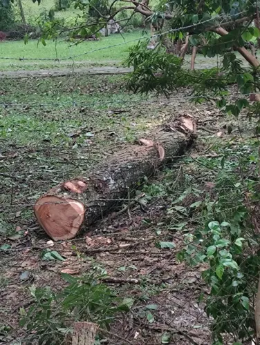 4 Toras  bruta de cedro cipreste com 3,5mt e 45cm de diâmetro 
