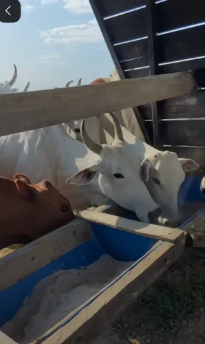 Nutrição animal sal mineral