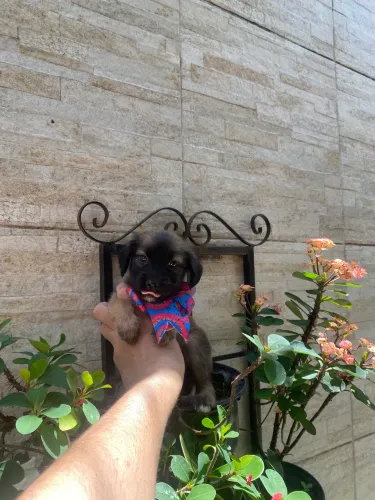 Cachorros yorkshire com poodle fêmea fofa caminha brinde