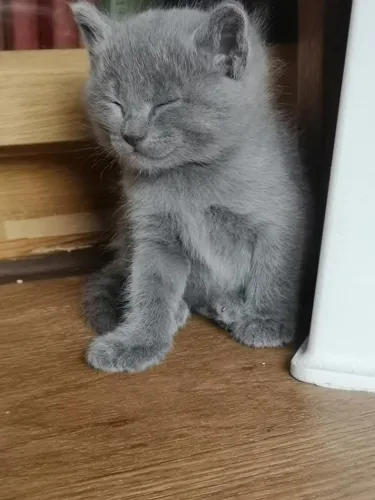 Russian blue filhotes