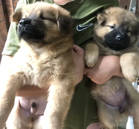 Chow chow