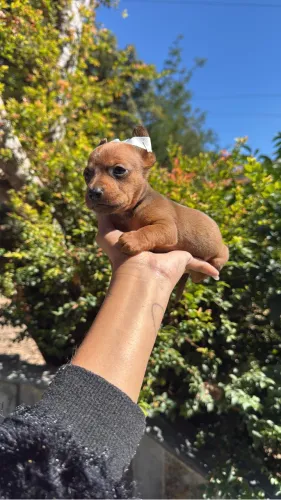 pinscher macho