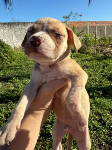 Filhotes de pitbull