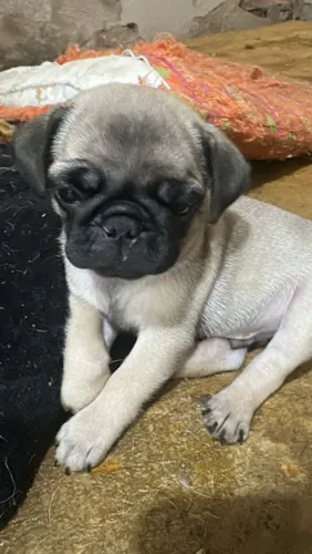 Filhote de pug macho